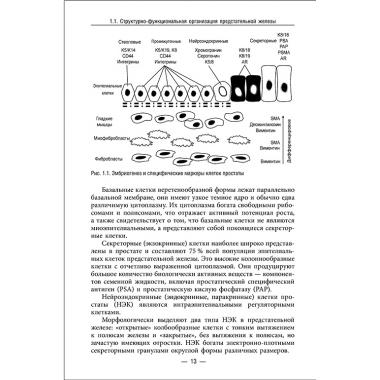 Молекулярные механизмы заболеваний репродуктивной системы (лекционные очерки)